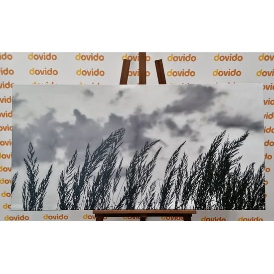 Obraz poľná tráva s nebeským pozadím v čiernobielom prevedení