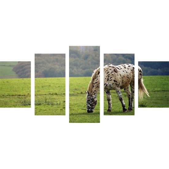 5-dielny obraz krásny kôň pasúci sa na lúke