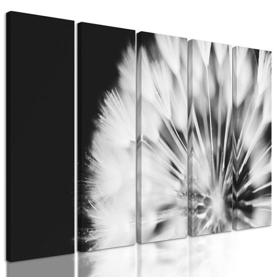 5-dielny obraz nádherný detail púpavy v čiernobielom prevedení
