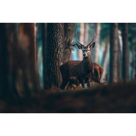 Fototapeta stretnutie s jeleňom