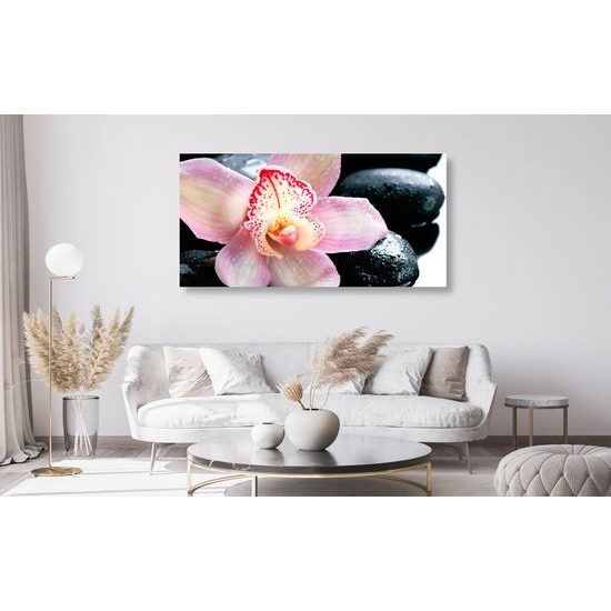 Obraz ružový kvet orchidei medzi wellness kameňmi