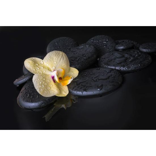 Fototapeta kompozícia kameňov so žltou orchideou