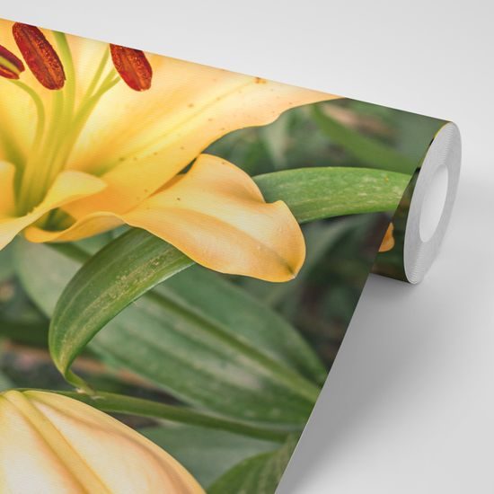 Fototapeta dokonalé kvety žltej ľalie