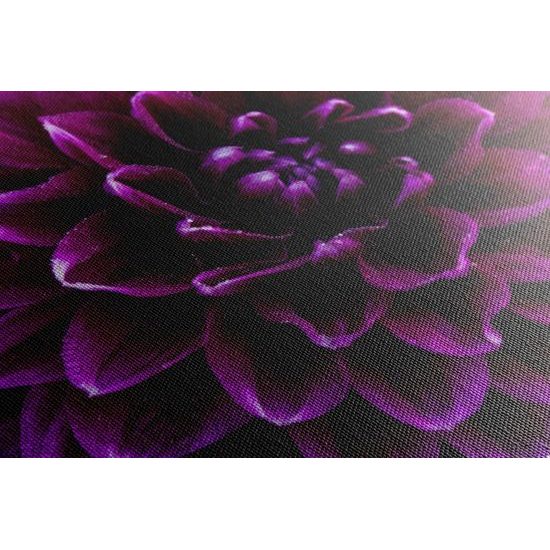 Obraz ohromný purpurový kvet