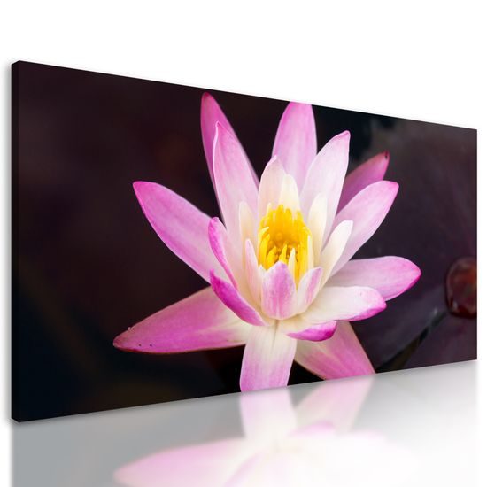Obraz nádherný ružový lotosový kvet