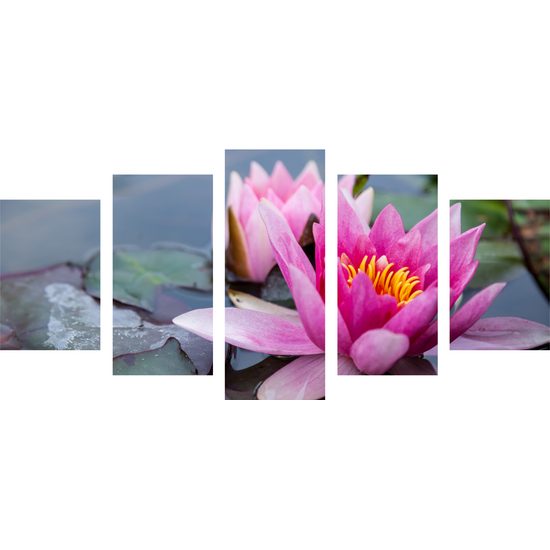 5-dielny obraz nádherné ružové lekno