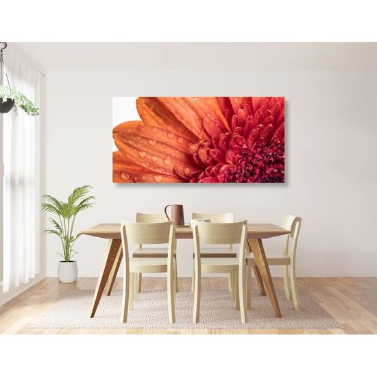 Obraz ranná rosa na nádhernej gerbere