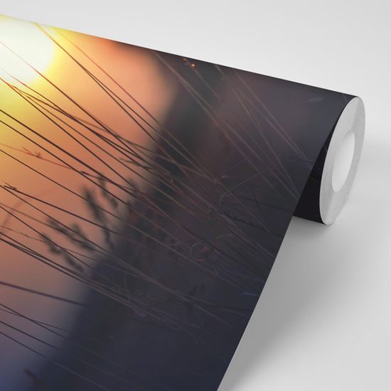 Samolepiaca fototapeta tráva v lúčoch slnka