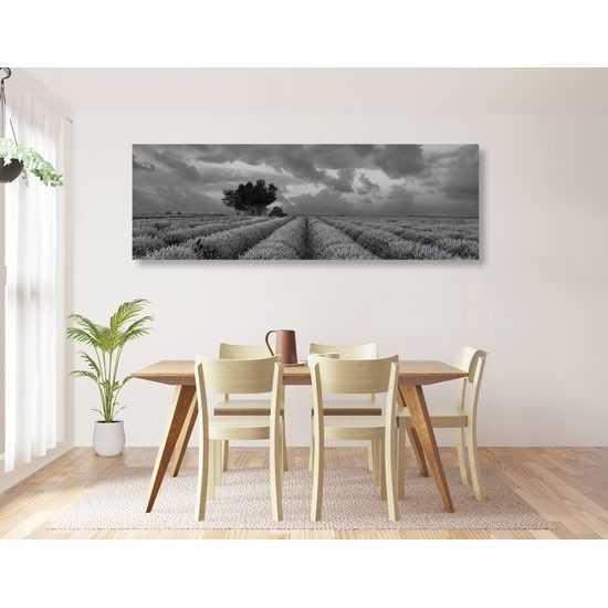 Obraz pole plné levandule v čiernobielom prevedení