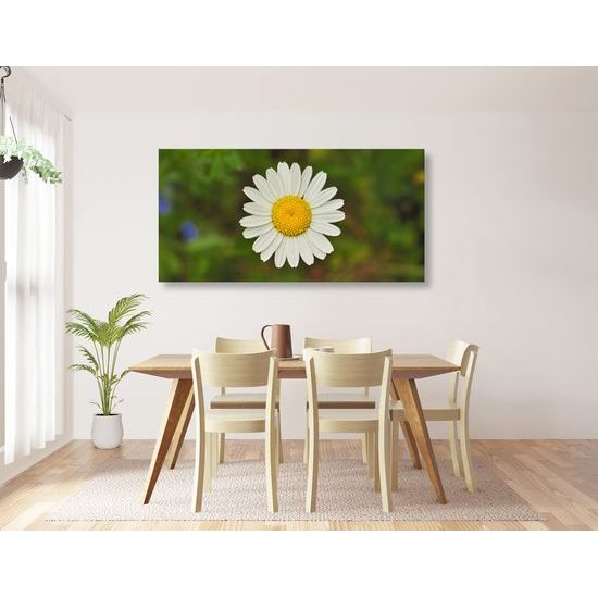 Obraz krásny lúčny kvet