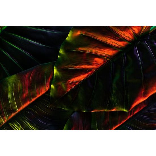 Obraz nádherné palmové listy