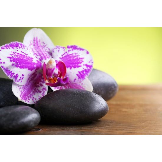 Obraz zaujímavo sfarbená orchidea a Zen kamene