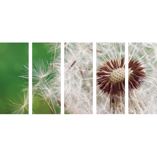 5-dielny obraz púpava vo vetre