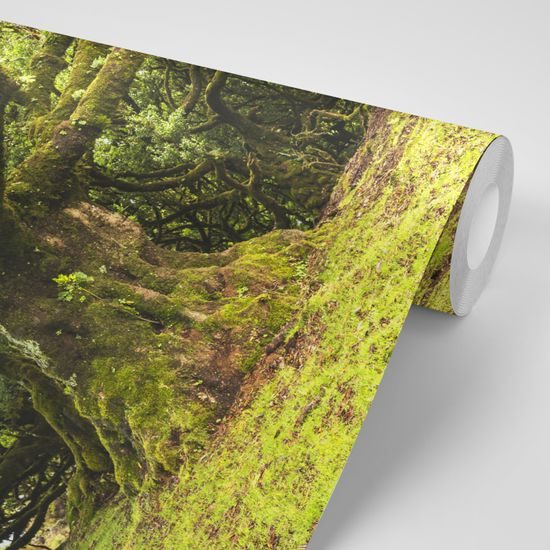 Samolepiaca fototapeta les pokrytý machom