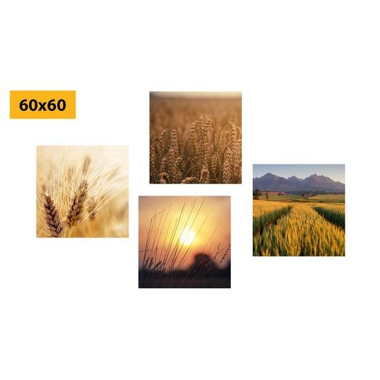 Set obrazov zlatisté obilné polia