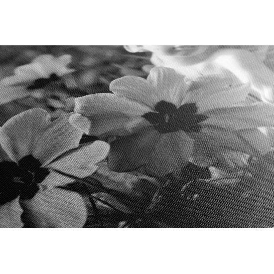 Obraz anjel na rozkvitnutej lúke v čiernobielom prevedení