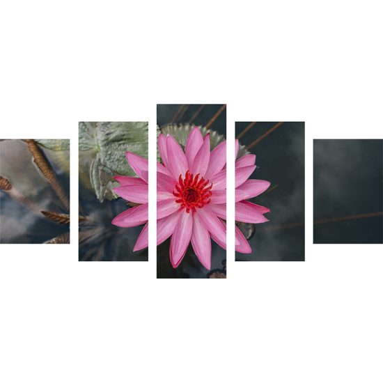 5-dielny obraz nádherný lotosový kvet