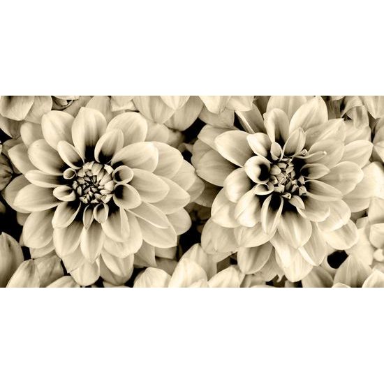 Obraz jemné rozkvitnuté dálie v sépiovom prevedení