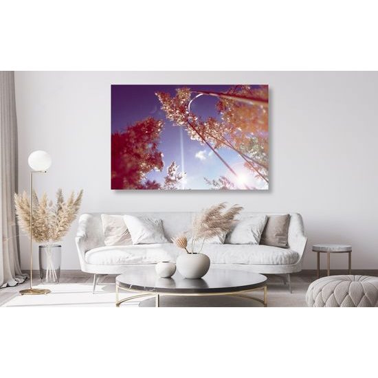 Obraz steblá trávy v lúčoch slnka