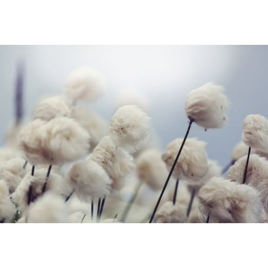 Okúzľujúca samolepiaca tapeta kvety bavlny vo vetre