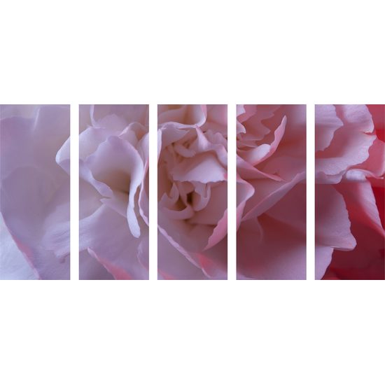 5-dielny obraz detail na kvet karafiátu