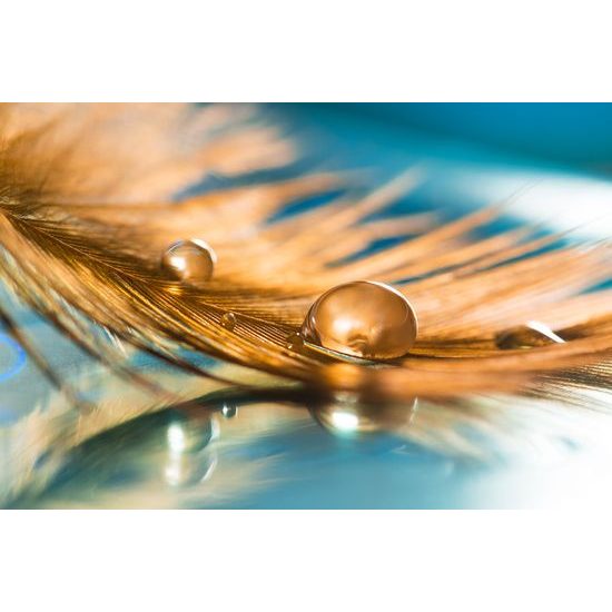 Nádherná samolepiaca tapeta zlaté pierko s kvapkou vody