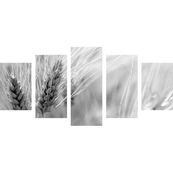 5-dielny obraz detail pšenice v čiernobielom prevedení