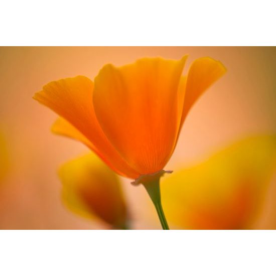 Samolepiaca fototapeta pôvabná žltá kvetina