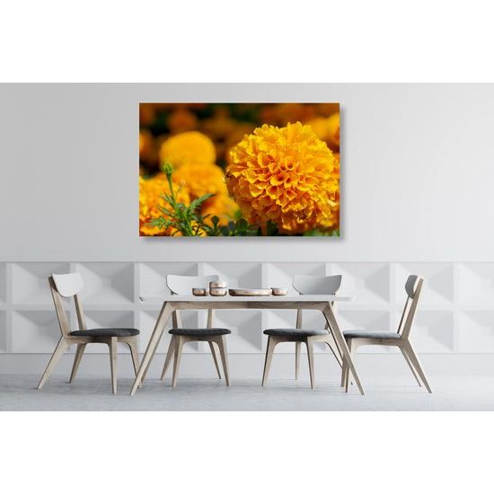 Obraz oranžový nechtík