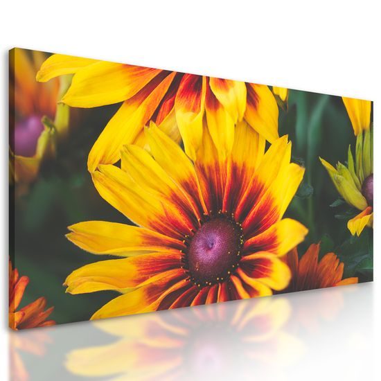 Obraz pestrofarebný kvet rudbekie