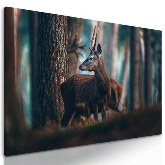 Obraz mladý jeleň uprostred lesa