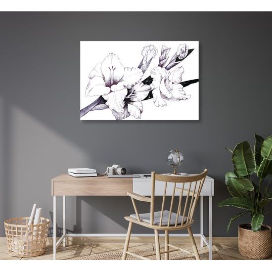 Obraz minimalistická gladiola