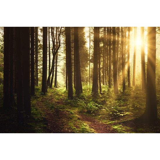 Fototapeta les v ranných lúčoch slnka