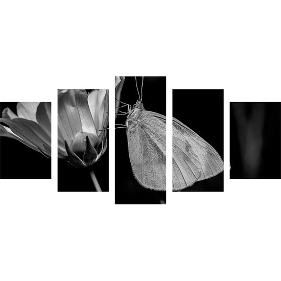 5-dielny obraz nočný motýľ v čiernobielom prevedení