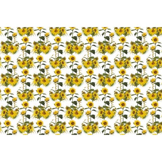 Tapeta rozkvitnuté slnečnice na bielom pozadí