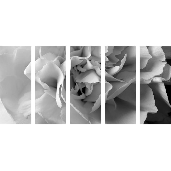 5-dielny obraz detail na kvet karafiátu v čiernobielom prevedení