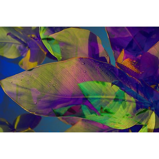 Obraz zvláštne listy plné farieb