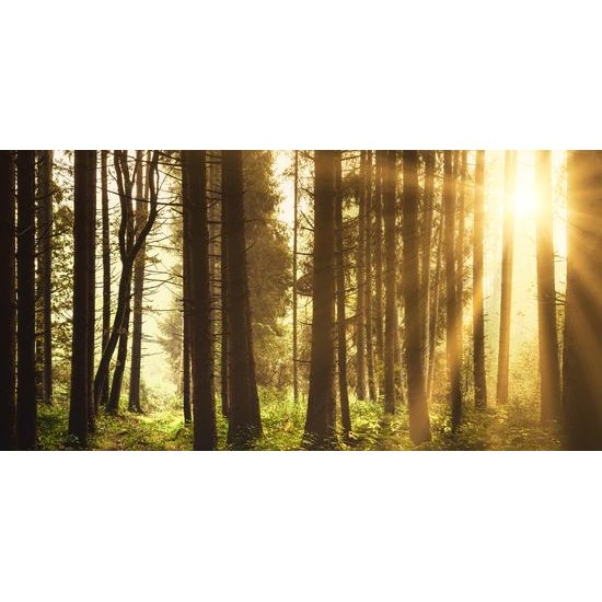 Obraz slnko predierajúce sa medzi korunami stromov