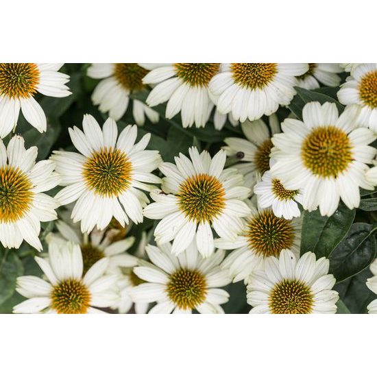 Obraz uzdravujúci harmanček