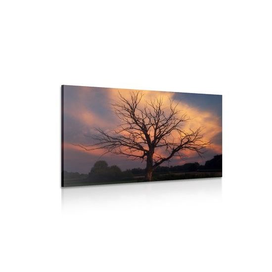 Obraz strom s nádherným pozadím