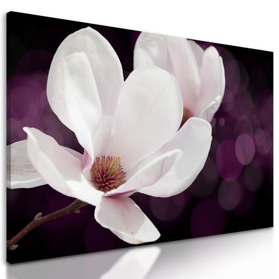 Obraz magnólia v rozkvete