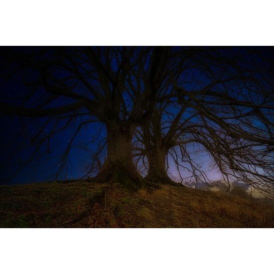 Samolepiaca tapeta stromy s nočnou oblohou