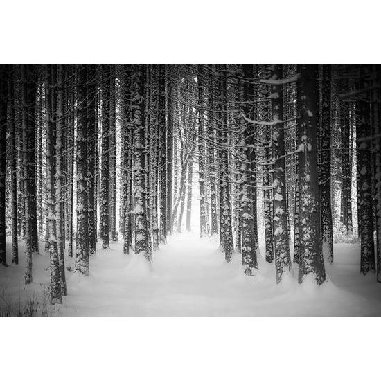 Fototapeta čiernobiele stromy pokryté snehovou nádielkou
