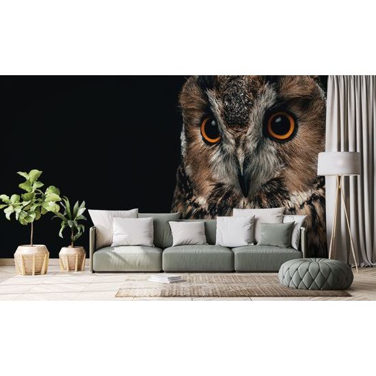Samolepiaca fototapeta osamelá sova