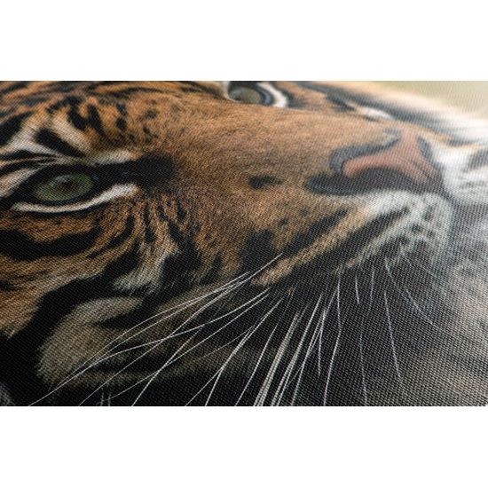 Obraz majestátny tiger