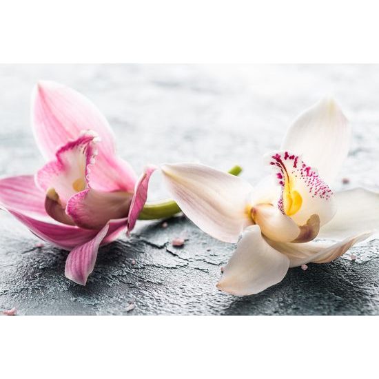 Obraz nádherné kvety orchidey