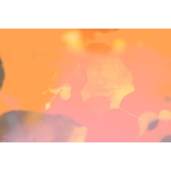 Obraz lipový list pri západe slnka