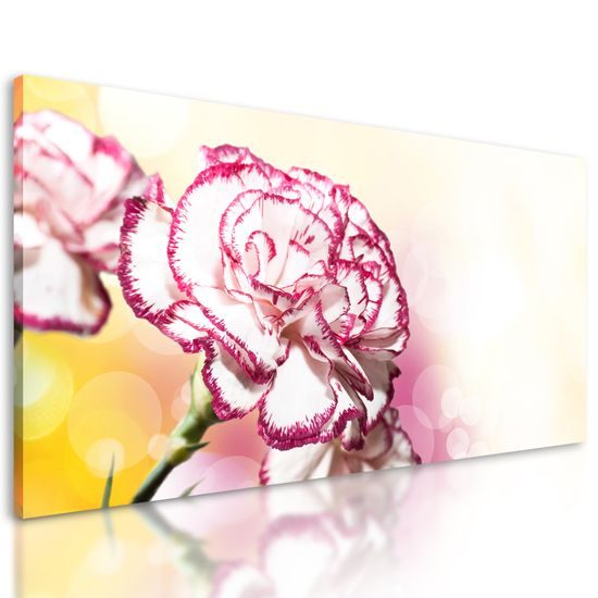 Obraz nádherný karafiát