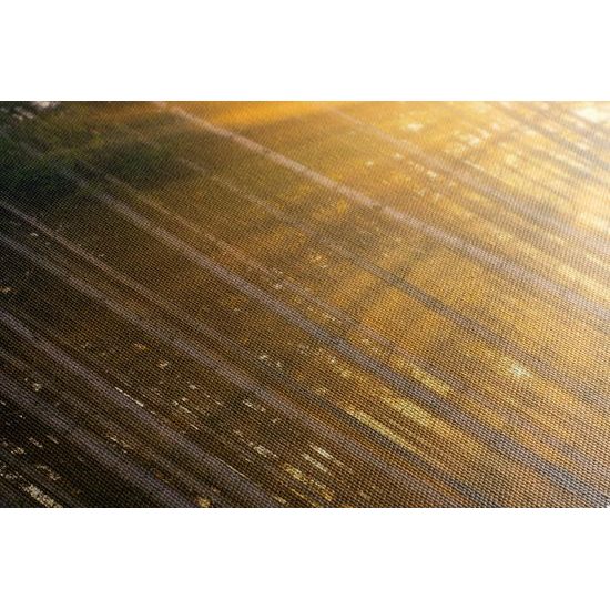 Obraz slnko vykúkajúce pomedzi stromy