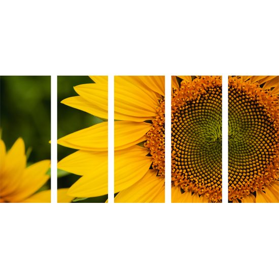 5-dielny obraz detail slnečnice